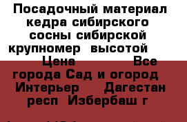 Посадочный материал кедра сибирского (сосны сибирской) крупномер, высотой 3-3.5  › Цена ­ 19 800 - Все города Сад и огород » Интерьер   . Дагестан респ.,Избербаш г.